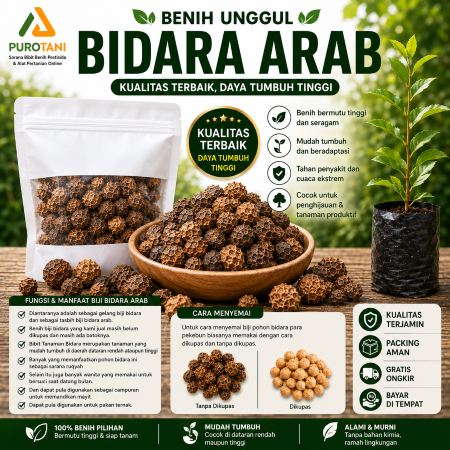 Biji Benih Bidara Arab Asli 1 KG