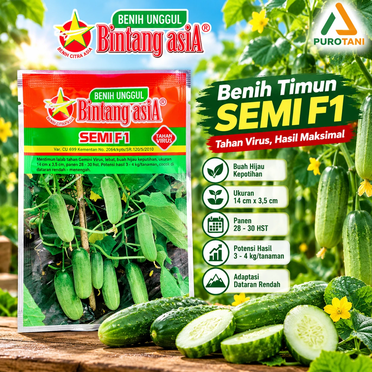 Benih Timun SEMI F1 Bintang Asia tahan Gemini Virus untuk budidaya mentimun – PUROTANI