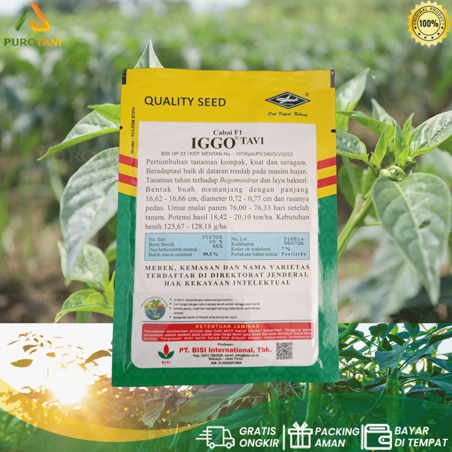 Benih BISI Cabai Keriting Cabe IGGO TAVI F110 GR - Gambar 2