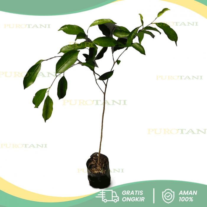 Bibit Pohon Perindang Beringin