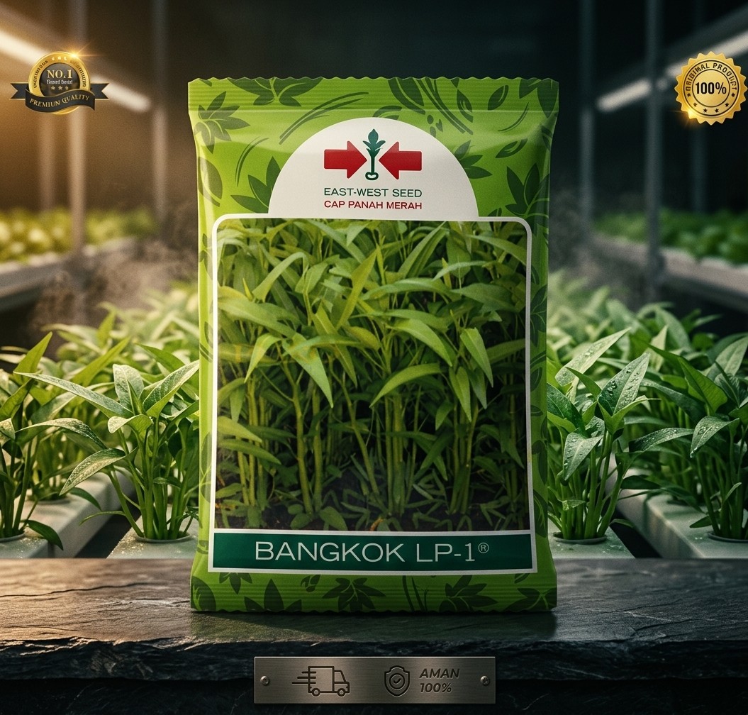 Benih kangkung Bangkok LP 1 Panah merah 1kg