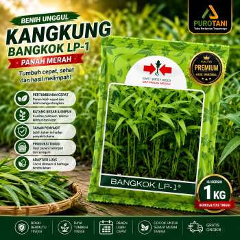 Benih kangkung Bangkok LP 1 Panah merah 1kg