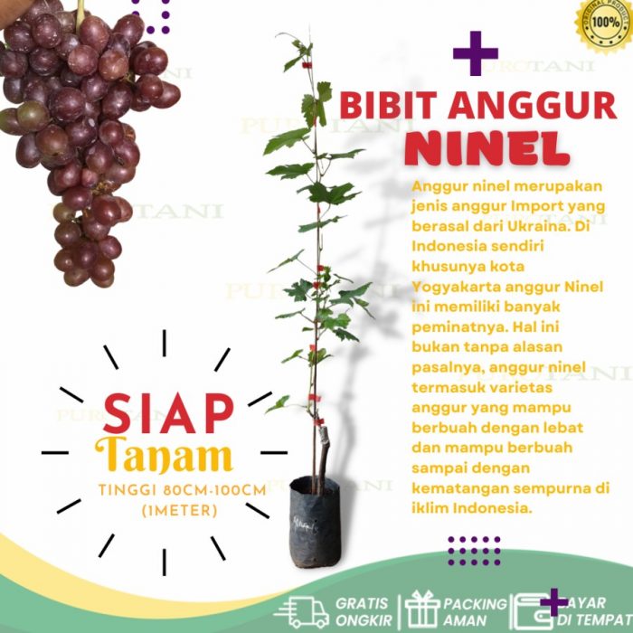 Tanaman Bibit Anggur Jenis Ninel Siap Buah