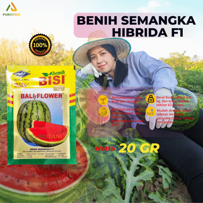 Benih Bibit Biji Buah Semangka Hibrida Bali Flower F1 Cap KAPAL TERBANG