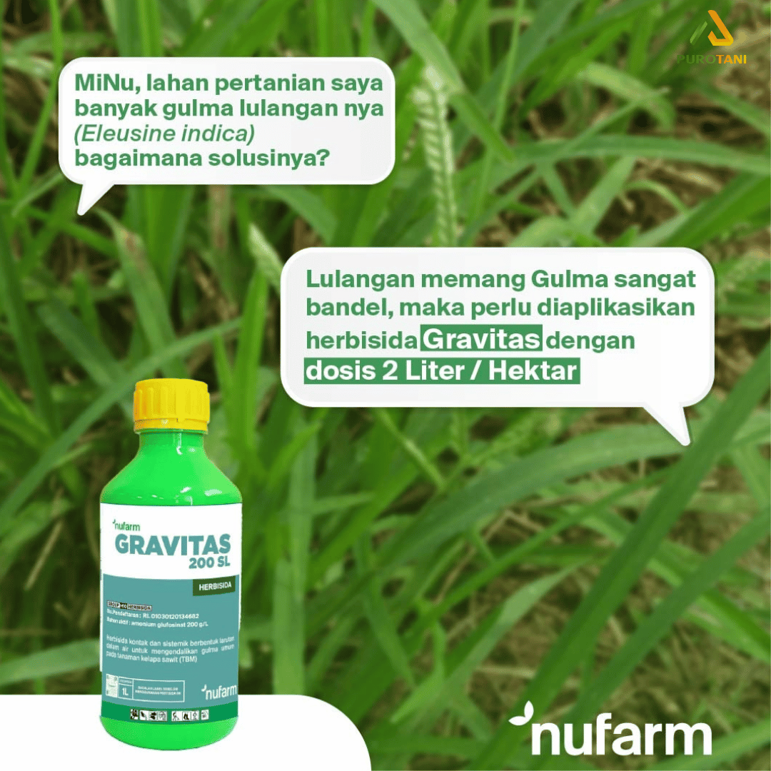 Herbisida Kontak & Sistemik Gravitas 200 SL – Efektif Basmi Gulma Umum & Bandel