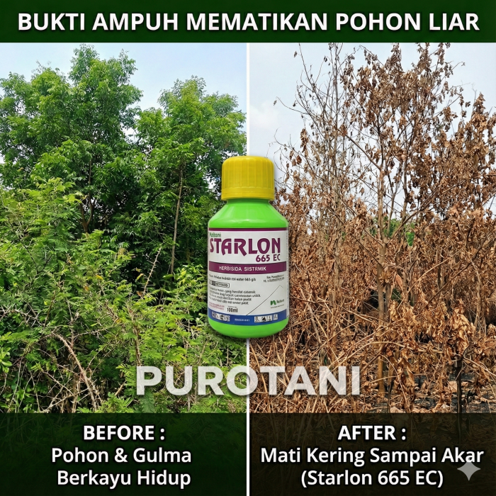 Starlon 665 EC – Herbisida Spesialis Gulma Berkayu, Pemati Pohon & Racun Tunggul (Paling Ampuh)